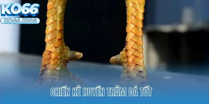 Vảy Gà Huyền Trâm Được Sư Kê Săn Đón Nhiệt Tình Hiện Nay 3 Chiến kê Huyền Trâm đá tốt