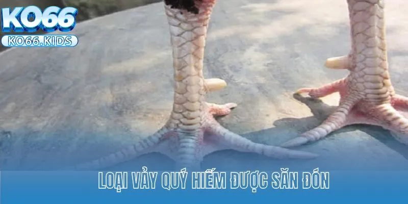 Vảy Gà Huyền Trâm Được Sư Kê Săn Đón Nhiệt Tình Hiện Nay 2 Loại vảy quý hiếm được săn đón